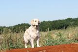 GOLDEN RETRIEVER 213